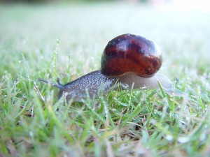 800px-Snail_in_dewey_grass_carramar