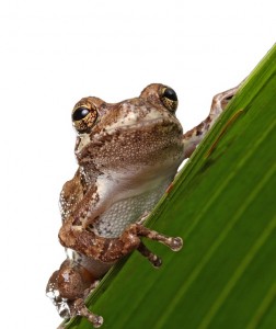 frog-164398_640